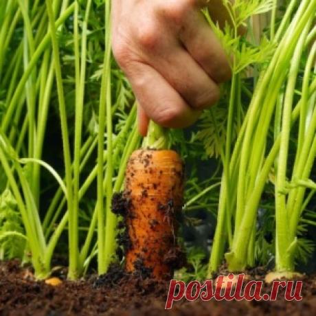 Как вырастить крупную и сладкую морковь