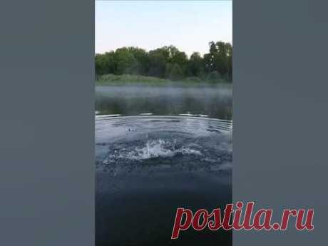 Whopper plopper или Квокер, - очень интересная поверхностная приманка, которая соблазняет хищника с помощью своего пропеллера.Я пользуюсь качественной копией...