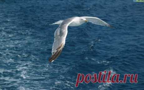 Чайке белой снится море,
берег людный, бриз, волна,
гуща водорослей, корни
сосен хвойных, глубина.
Чайке снится небо, скорость,
ветер в крыльях, парус, плеск,
соль на камнях, невесомость,
искры солнца, звёздный блеск.