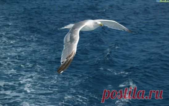 Чайке белой снится море,
берег людный, бриз, волна,
гуща водорослей, корни
сосен хвойных, глубина.
Чайке снится небо, скорость,
ветер в крыльях, парус, плеск,
соль на камнях, невесомость,
искры солнца, звёздный блеск.