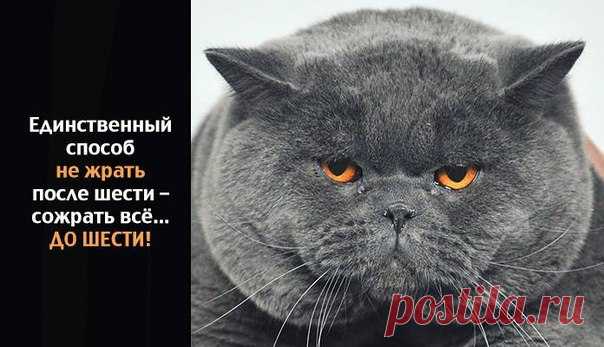 Если Вы действительно хотите похудеть, Вам нужно отказаться ВСЕГО ОТ ТРЕХ ВЕЩЕЙ: завтрака, обеда и ужина :)

Фрэнк Ллойд Райт