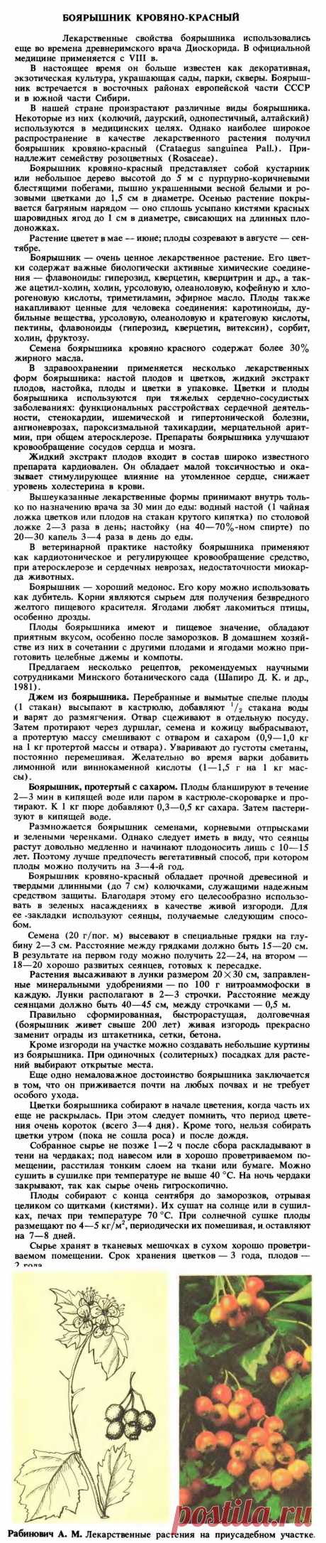 Боярышник кровяно-красный