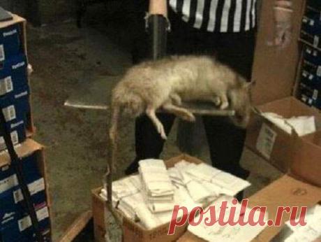 18 животных абсолютно невероятных размеров