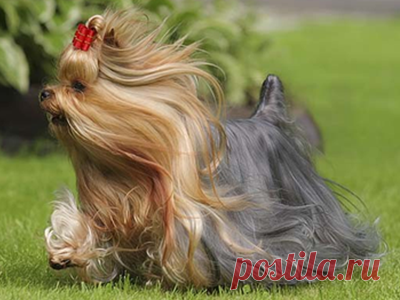 Йоркширский терьер - Прайс-лист | Groomingtime