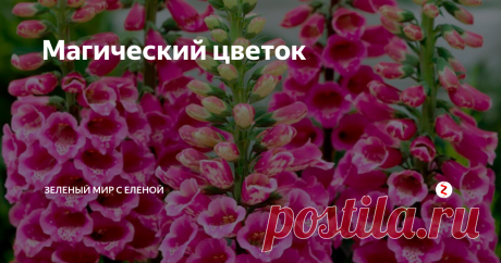 Магический цветок Таинственный и коварный