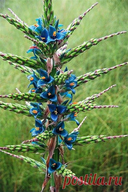 Puya berteroniana (Пуйя Бертерони).