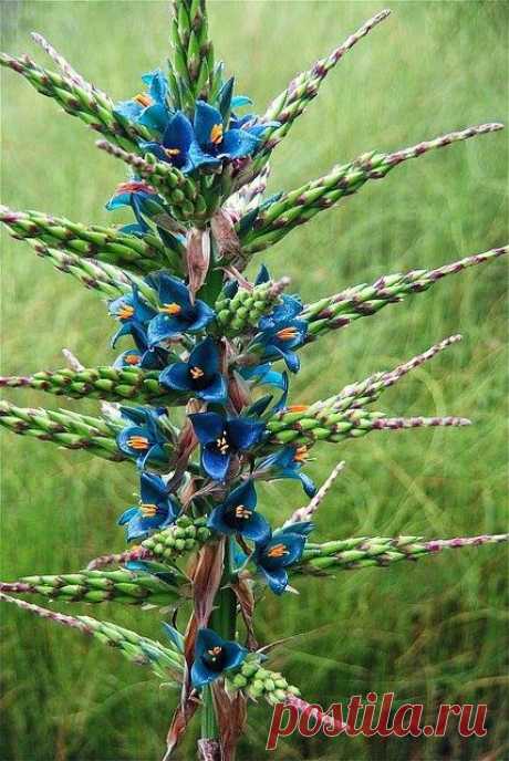 Puya berteroniana (Пуйя Бертерони).