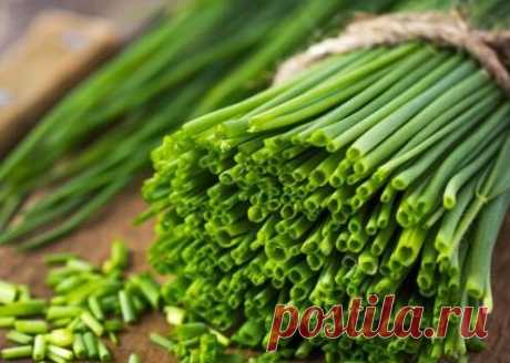 Интересный способ заготовки зеленого лука на зиму | ✿Южная магнолия✿ | Яндекс Дзен