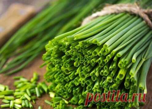 Интересный способ заготовки зеленого лука на зиму | ✿Южная магнолия✿ | Яндекс Дзен