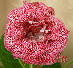 Глоксинии махровые-прекрасное рядом | 4