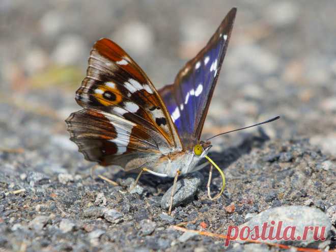Переливница большая / Apatura iris (Linnaeus, 1758) | Бабочки Южного Урала