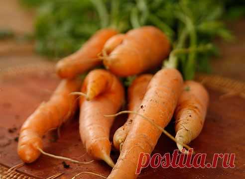 Выращиваем морковь: как получить хороший урожай