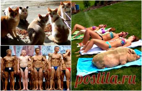 19 замечательных коллективов, в которые затесался чужак . Милая Я