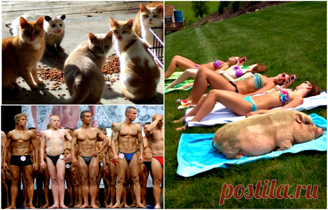 19 замечательных коллективов, в которые затесался чужак . Милая Я