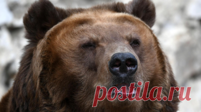 В Екатеринбургском зоопарке рассказали, как готовят к спячке медведей. В зоопарке Екатеринбурга рассказали, что медведи готовятся к зимнему периоду и постепенно входят в режим спячки. Читать далее