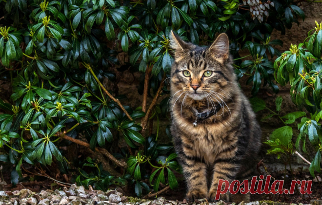 Обои кошка, взгляд, листья, ветки, котенок, фон, куст, котик, сад, ошейник, котёнок, сидит, полосатый, подросток картинки на рабочий стол, раздел кошки - скачать