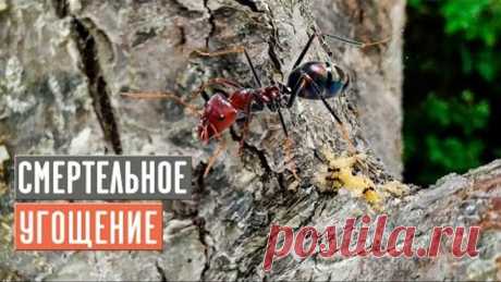 Мощное средство против муравьев 100% результат/ Садовый гид