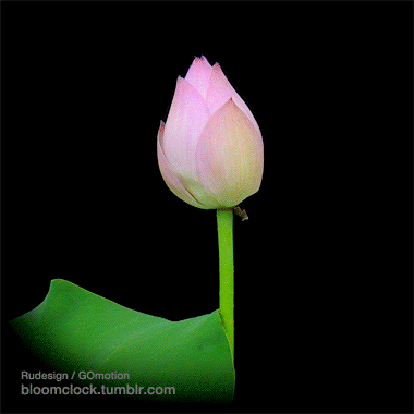 Bloomclock