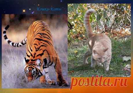 Три диких кота-правителя 2022 года. И один царь на месяц – 🐱 😺 Автор текста и фото: Нина Стрелкова. 
🐾 По разным астрологическим системам 2022 годом правят три больших диких кота. По Восточному календарю правит Тигр. По авестийскому 32-летнему циклу правителей два: Гепард и Камышовый кот.

🐾 А с 22 июля к ним присоединился Лев. Тоже кот, большой, дикий. Правда, его полномочия заканчиваются 23 августа, с уходом Солнца из знака Льва...
