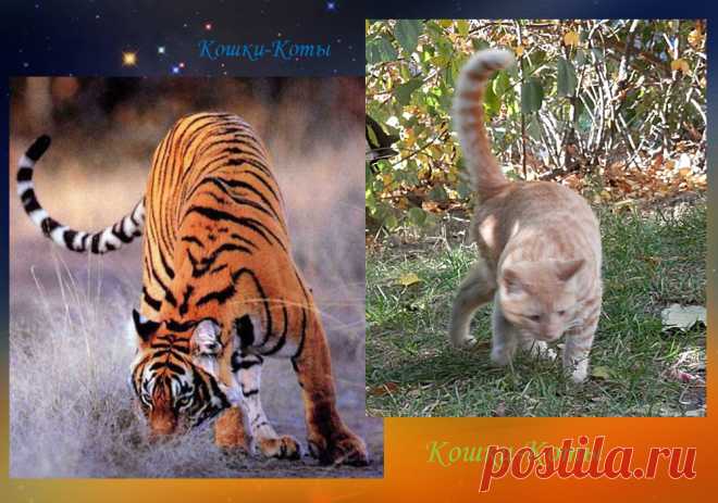 Три диких кота-правителя 2022 года. И один царь на месяц – 🐱 😺 Автор текста и фото: Нина Стрелкова. 
🐾 По разным астрологическим системам 2022 годом правят три больших диких кота. По Восточному календарю правит Тигр. По авестийскому 32-летнему циклу правителей два: Гепард и Камышовый кот.

🐾 А с 22 июля к ним присоединился Лев. Тоже кот, большой, дикий. Правда, его полномочия заканчиваются 23 августа, с уходом Солнца из знака Льва...