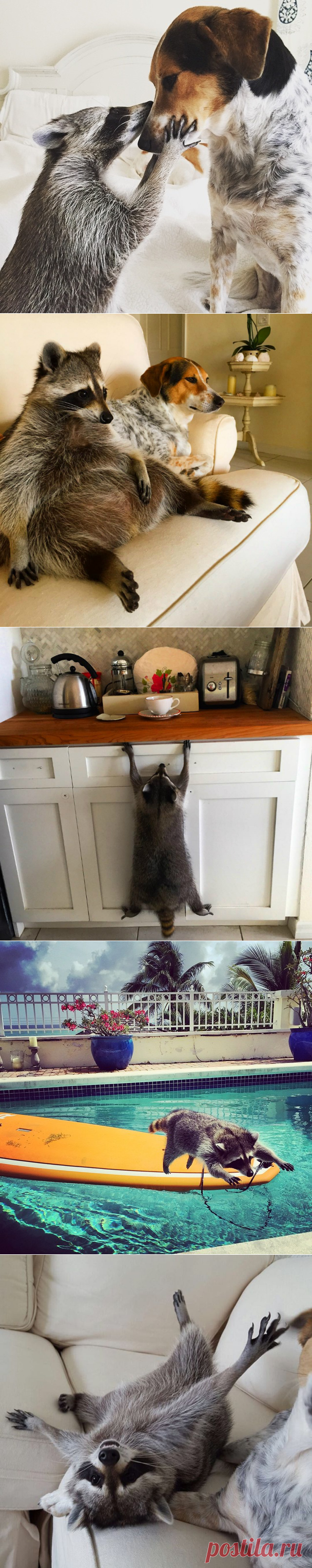 Жизнь приемного сиротки енота и пса