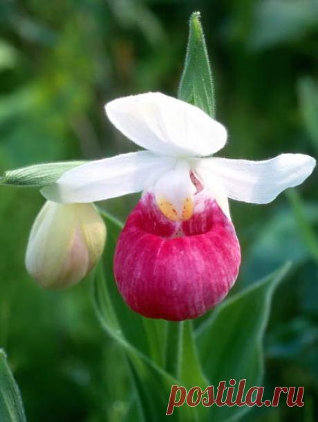 vidy-orhidej-foto-i-nazvaniya-Cypripedium_reginae.jpg (413×549)
