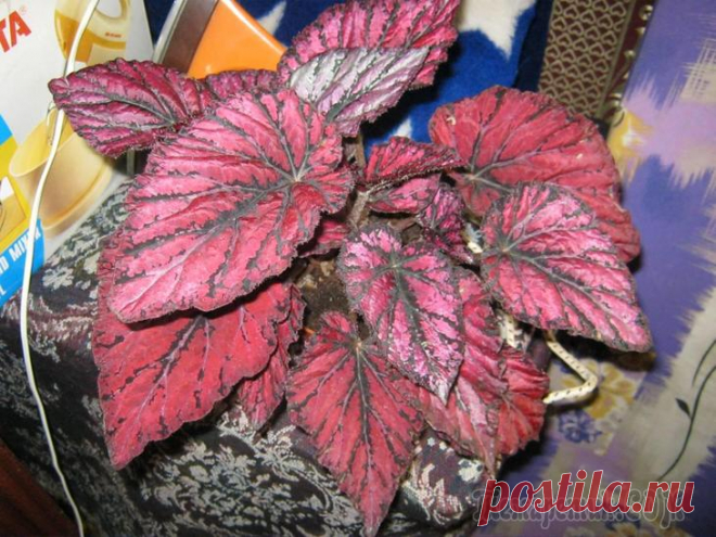 Королевская бегония, размножение бегонии в домашних условиях