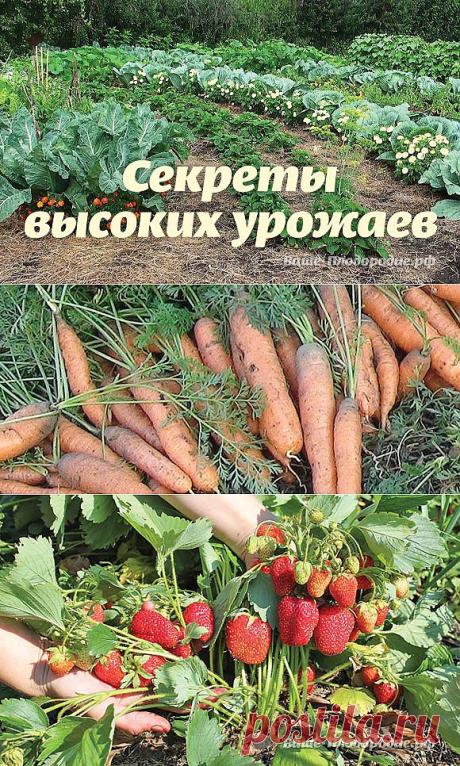 Секреты высоких урожаев — Ваше Плодородие