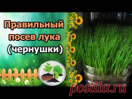 ПРАВИЛЬНЫЙ ПОСЕВ ЛУКА НА РАССАДУ! Лук из семян за один сезон.