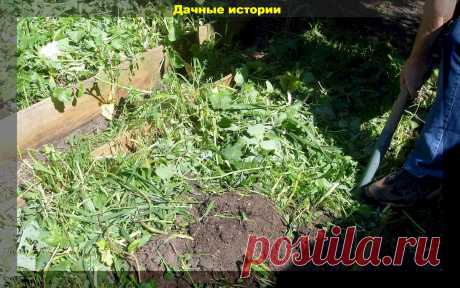 Не только горчица - памятка начинающим: самые полезные и популярные сидеральные культуры | Дачные истории | Яндекс Дзен