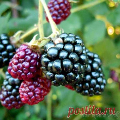 Ежевика: обрезка и подготовка к зиме