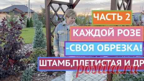 КАК ОБРЕЗАТЬ РОЗЫ: ПЛЕТИСТЫЕ, НА ШТАМБЕ И ДРУГИЕ! | Садовый гид  | Дзен