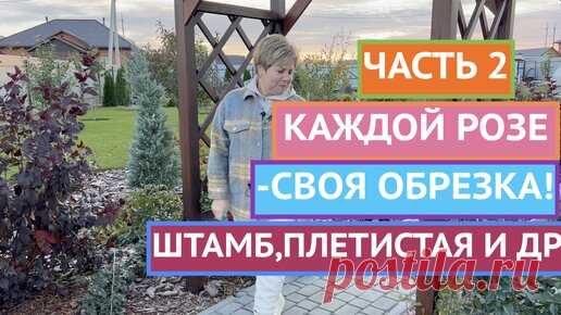 КАК ОБРЕЗАТЬ РОЗЫ: ПЛЕТИСТЫЕ, НА ШТАМБЕ И ДРУГИЕ! | Садовый гид  | Дзен