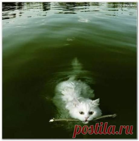 Приколы