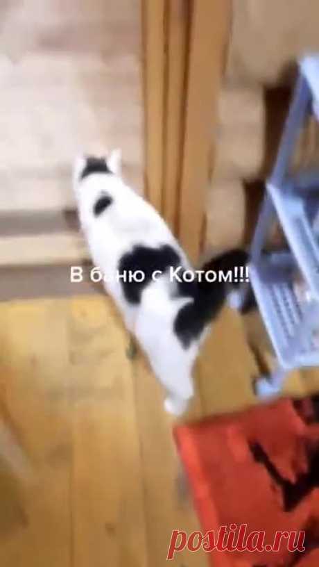 В баню с котом