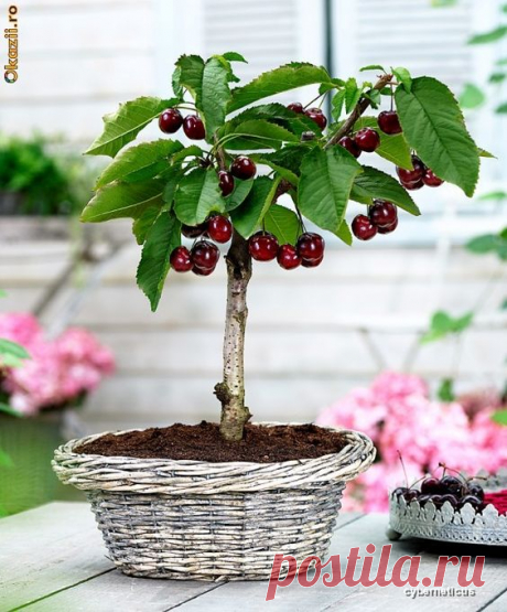 RP: Cherry  |  Pinterest • Всемирный каталог идей
