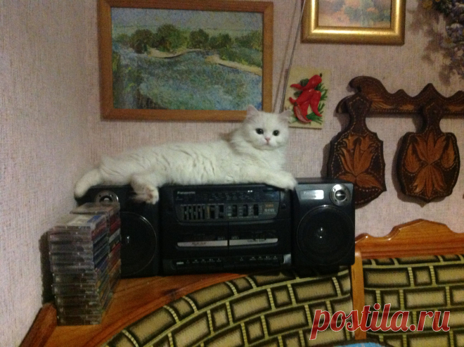 Эти забавные животные!