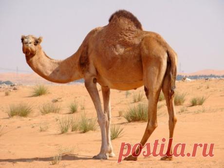 КТО РОДИЛСЯ СЕГОДНЯ?

 6 сентября
Ваш тотем Одногорбый верблюд, дромадер.