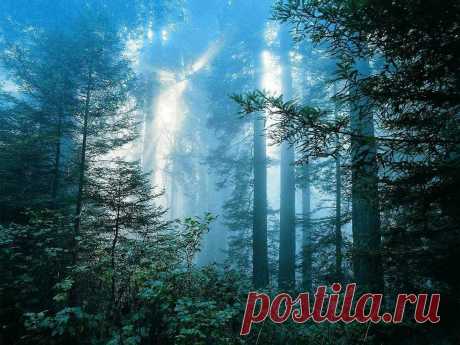 1920x1440-free-foggy-forest-wallpapers-and-foggy-forest-backgrounds.jpg (1920×1440)