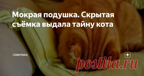 Мокрая подушка. Скрытая съёмка выдала тайну кота Вяло моргая, Сыр вышел встречать хозяйку в прихожую. Помятая мордаха, мелькнув в коридоре, плавно переместилась на кухню. Кот знал, что сейчас начнется разбор пакетов и считал своим долгом присутствовать при этом процессе.
Распихав продукты по полкам холодильника, Мария зашла в комнату и первым делом потрогала подушку, лежащую на постели. Как женщина и предполагала – она была влажная!
- Сыр! Ты