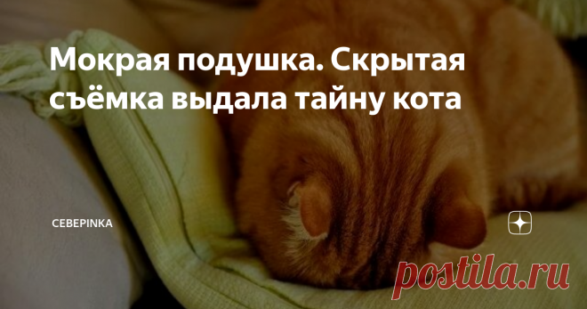 Мокрая подушка. Скрытая съёмка выдала тайну кота Вяло моргая, Сыр вышел встречать хозяйку в прихожую. Помятая мордаха, мелькнув в коридоре, плавно переместилась на кухню. Кот знал, что сейчас начнется разбор пакетов и считал своим долгом присутствовать при этом процессе.
Распихав продукты по полкам холодильника, Мария зашла в комнату и первым делом потрогала подушку, лежащую на постели. Как женщина и предполагала – она была влажная!
- Сыр! Ты