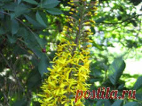 Пушистые соцветия бузульника Пржевальского. Выращивание Долголетие бузульника Пржевальского (лигулярии) напрямую зависит от правильной посадки, ухода за культурой. Закладка многолетних цветников не позволяет допускать ошибки в выращивании растений. Высокий уровень агротехники сохранит прекрасные цветы на Вашем участке здоровыми.