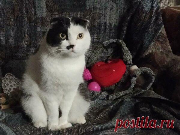 Наши коты - #35 | Кошка Чернуха и кот Беляшик | Яндекс Дзен