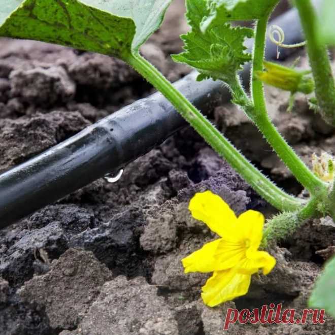 💦 Интернет-магазин по устройству систем автоматического полива
💪 Официальный дилер 👀 Широкий ассортимент 💝 Приятные цены
🌍 Быстрая доставка по Москве и всей России 📞 +7(800)333-45-47
