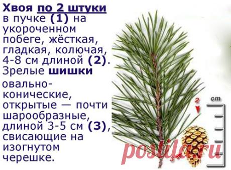 Хвойный квас заметно снизил вязкость крови — мои наблюдения | Здравие - блог Захара Журавлева