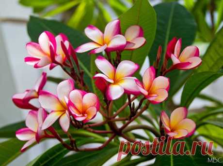 Плюмерия: фото, советы и рекомендации по уходу | flori-da.ru