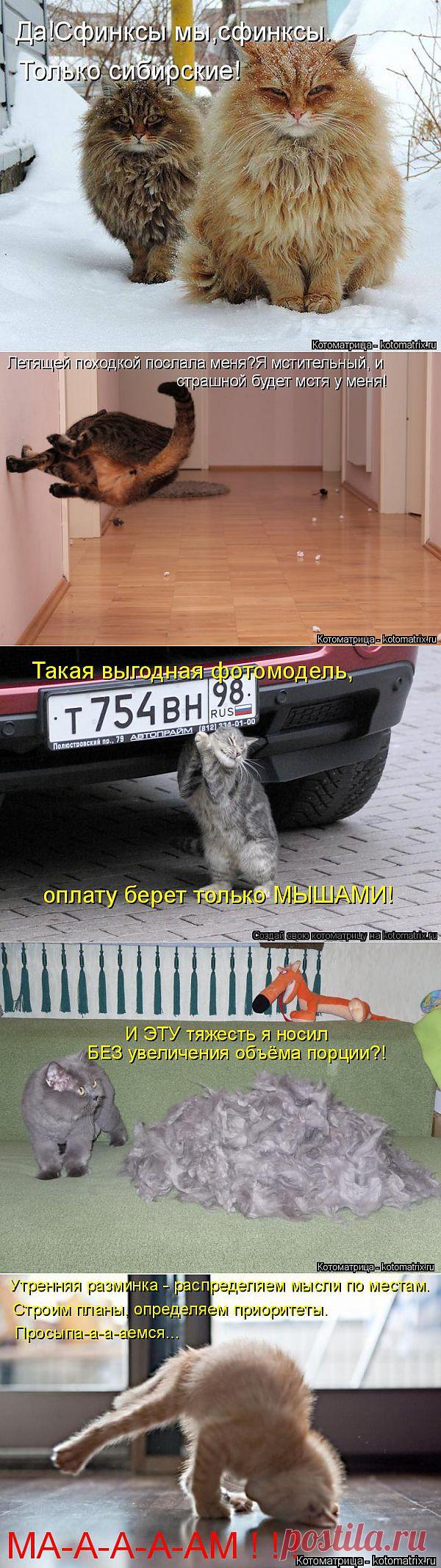 Котоматрица Сибирские сфинксы.