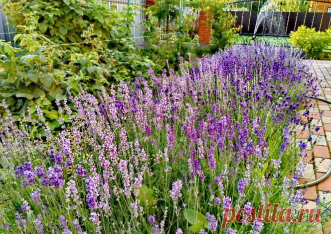 Лаванда из семян. Дачный сезон 2025 | Огородник из Рязани | Дзен