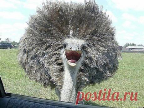 Теперь я знаю, как выглядит чепушило)