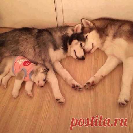 Снимки кошек и собак, которые подарят Вам позитивное настроение